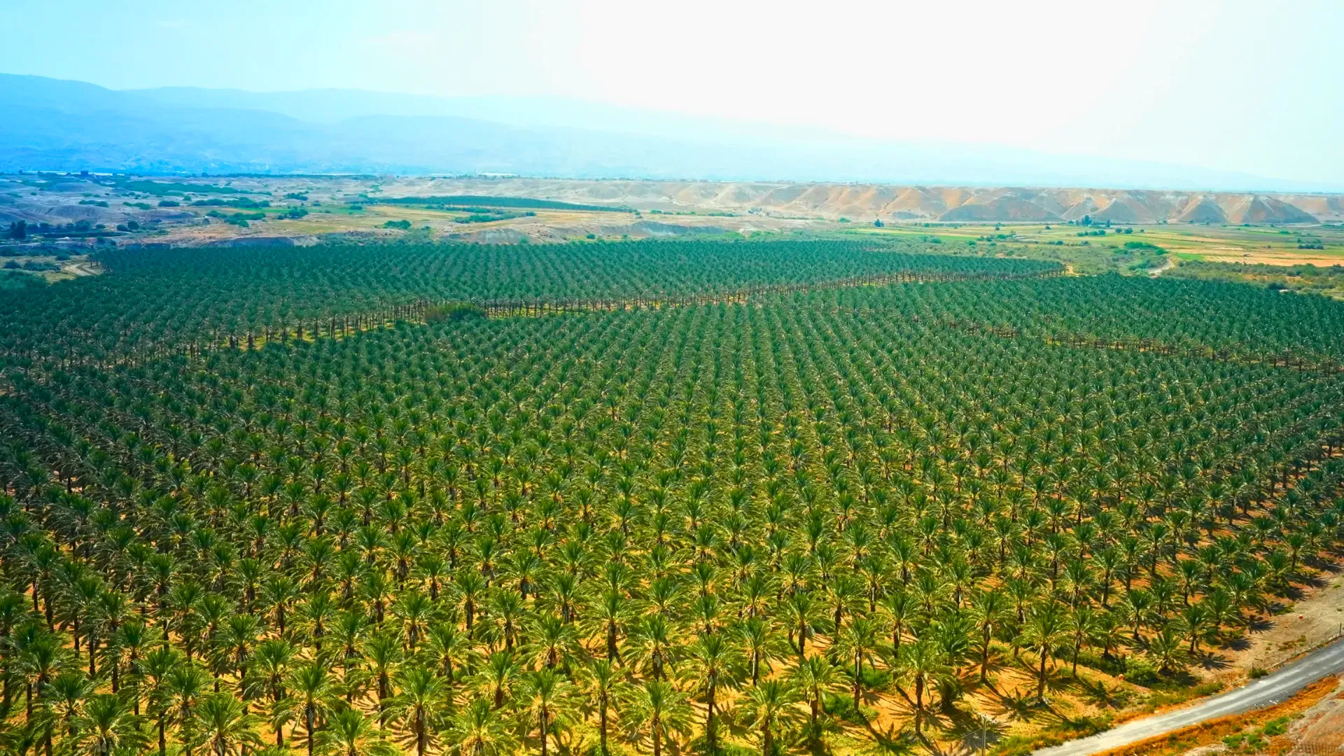 منظر جوي لبساتين النخيل في وادي الأردن