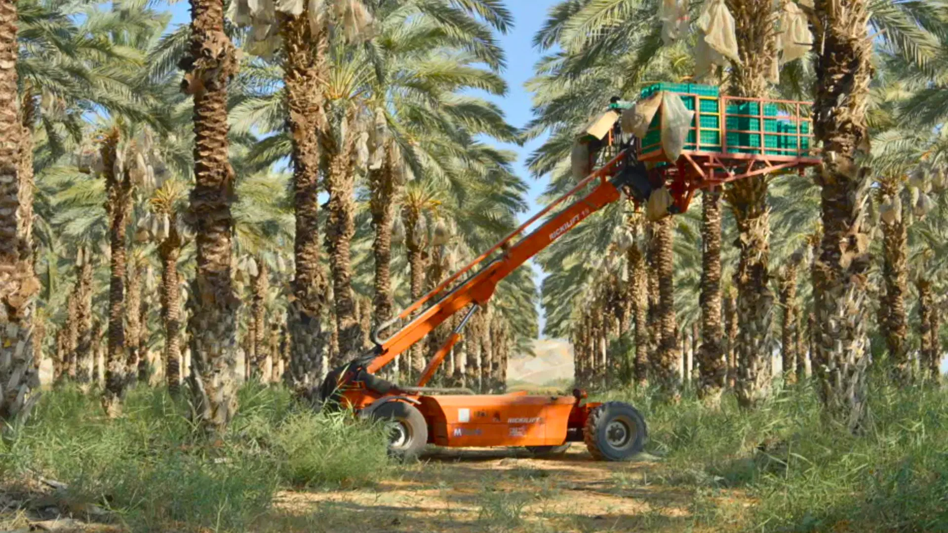 رافعة حصاد ترفع صناديق التمور بين النخيل