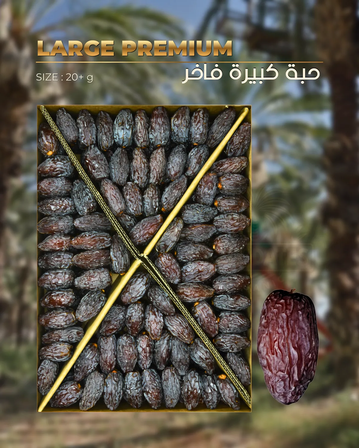 كبير فاخر